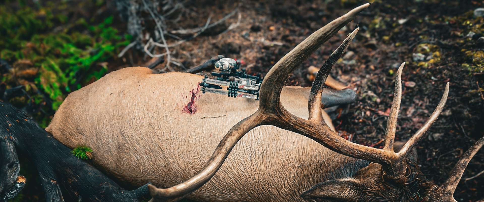 Colorado Archery Elk Hunting