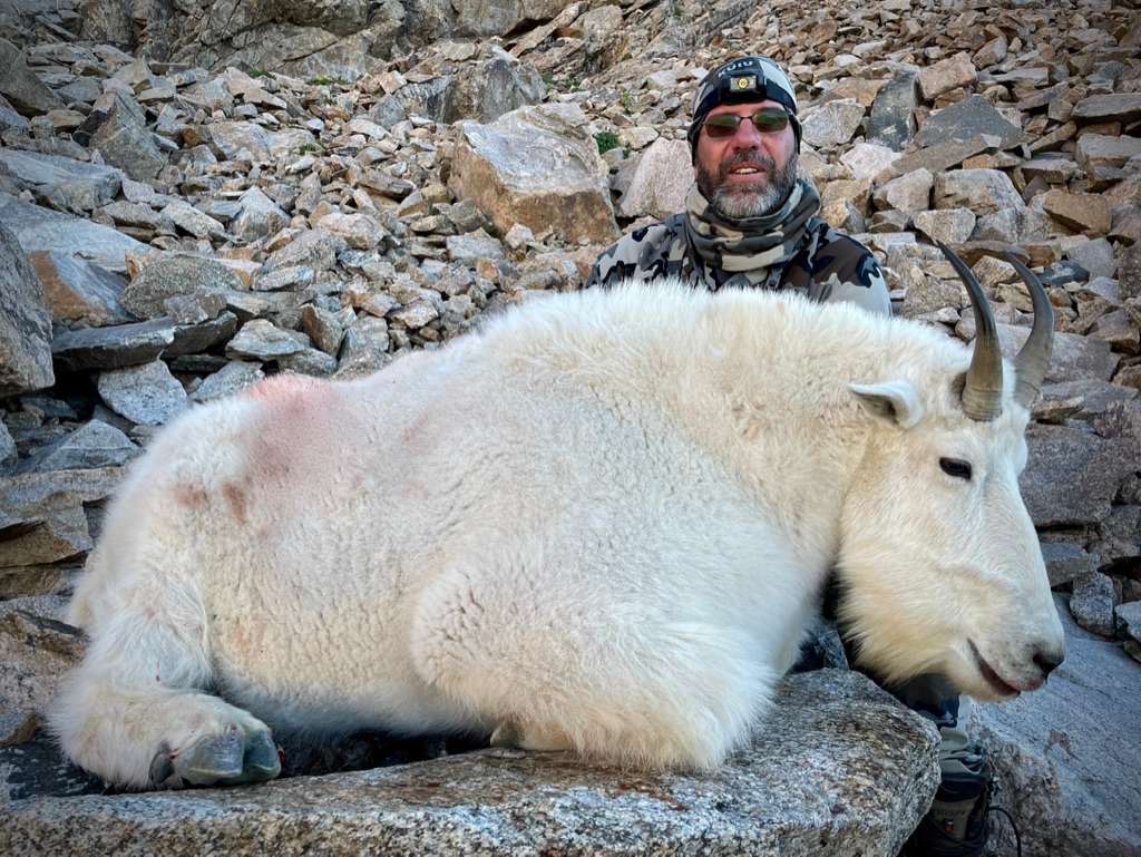 Colorado Preference Points and Licenses for Mountain Goats