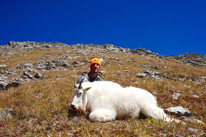 Lewie's Colorado Mountain Goat