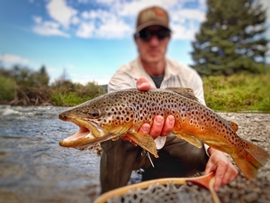 Big Brown - Fly Fishing Gunnison Country
