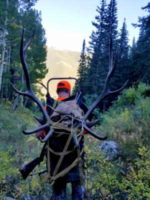 A big Taylor Park 5x5 Bull Elk